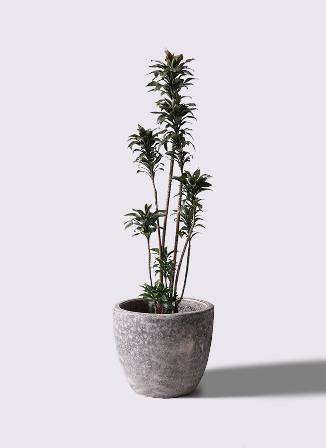 観葉植物 ドラセナ コンパクター 8号 ジュピター 黒 付き | 観葉