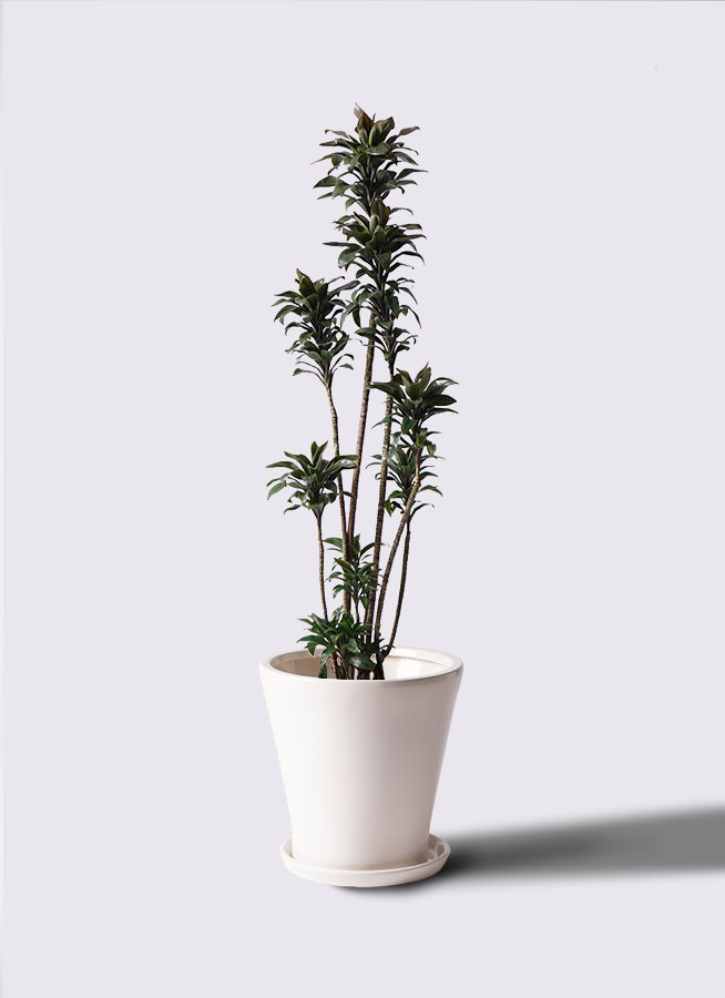 観葉植物 コルジリネ・ターミナリスパープルコンパクタ 8号鉢 120センチ 現物 Amazon｜観葉植物 コルジリネ ターミナリスパープルコンパクタ 8