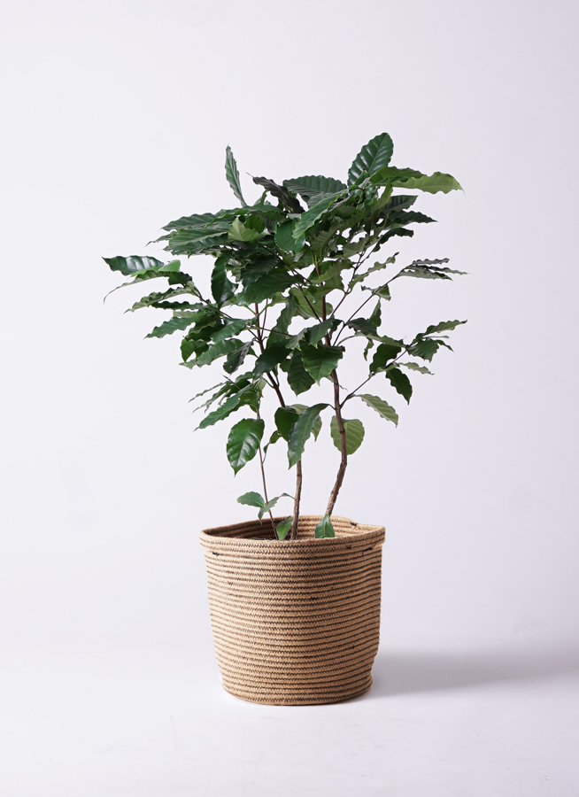 観葉植物 コーヒーの木 8号 プラスチック鉢 | 観葉植物なら