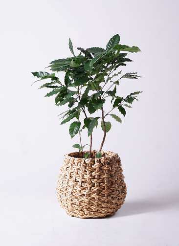 【クリスマスSALE】コーヒーの木・8号鉢・クリスマスプレゼントに最適 観葉植物 コーヒーの木 8号 ラッシュバスケット Natural 付き | 観葉