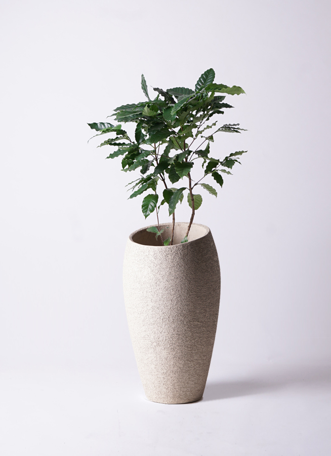 コーヒーの木 約140 cm 8号鉢 コーヒーの木 8号 | 観葉植物 | 送料無料でお届け - Hitohana