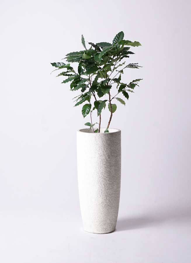 【大型美品】コーヒーの木・8号鉢9/6画像追加約110cm 楽天市場】コーヒーの木 黒色 大丸 陶器鉢 【黄色小石・受皿・育て方
