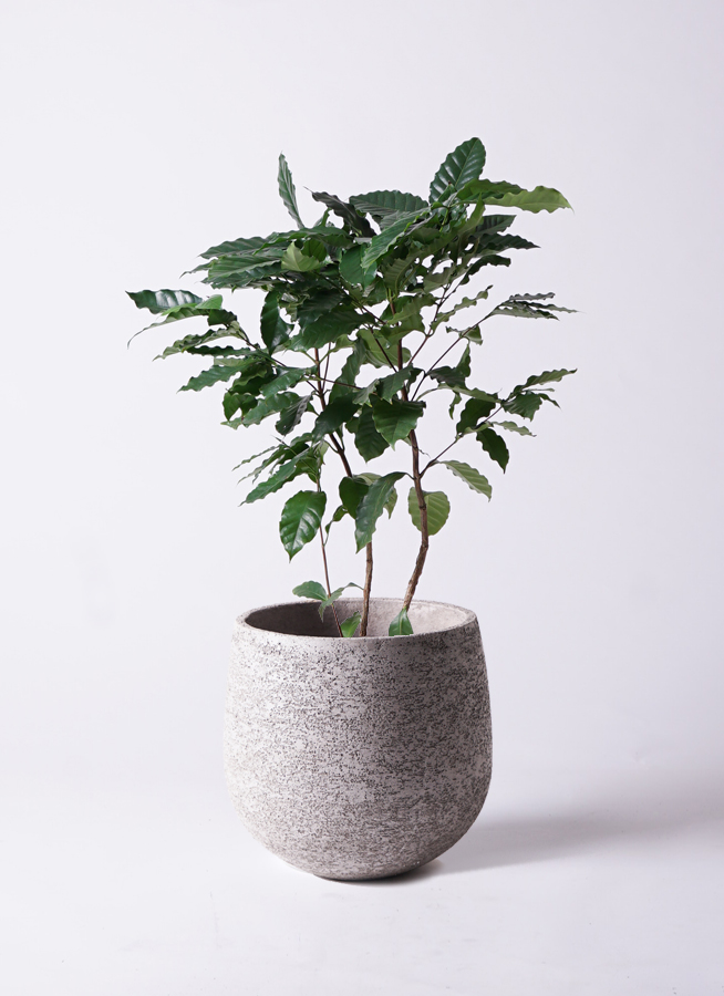 お*す様 【大型】コーヒーの木1m以上コーヒーの花のつぼみあり お*す様 【大型】コーヒーの木1m以上コーヒーの花のつぼみあり