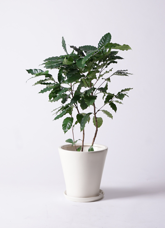 観葉植物 コーヒーの木 8号 ラッシュバスケット Natural 付き | 観葉