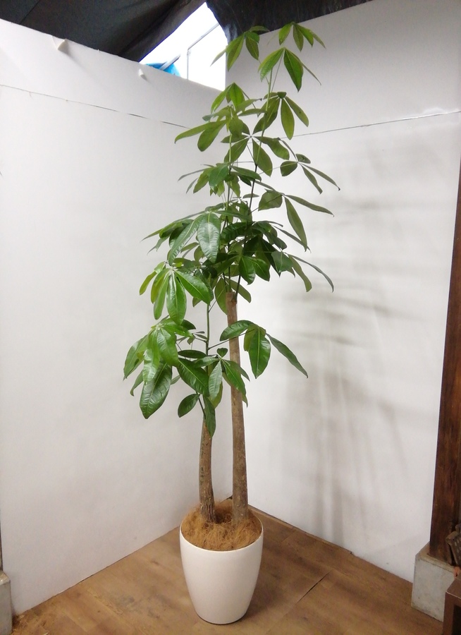 観葉植物 240cm パキラ 10号 1都3県配送限定商品 観葉植物ならhitohana ひとはな