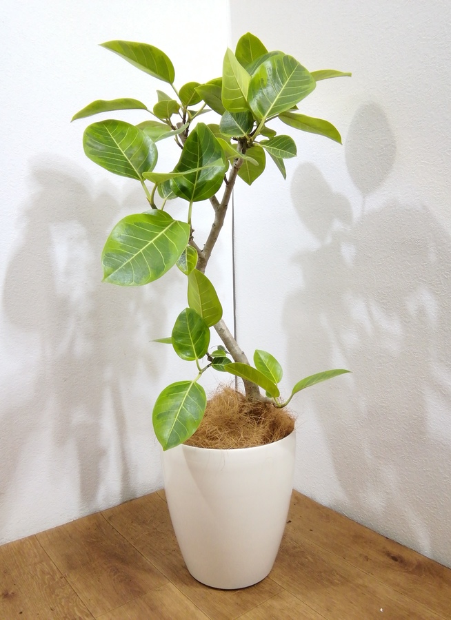 観葉植物 100cm フィカス アルテシーマ 7号 243 観葉植物ならhitohana ひとはな