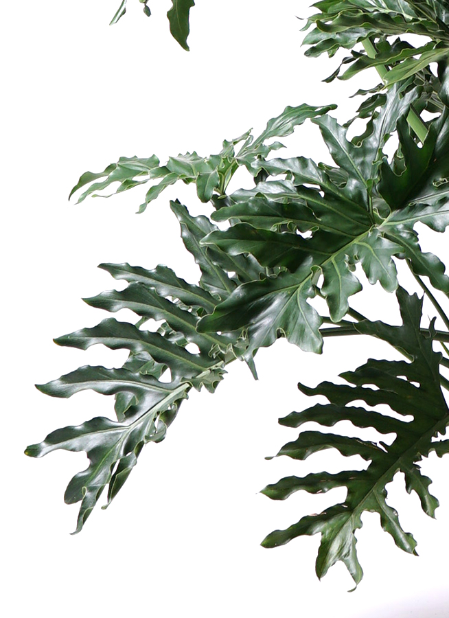 観葉植物 フィロデンドロン 8号 セローム ヒトデカズラ ボサ造り 竹