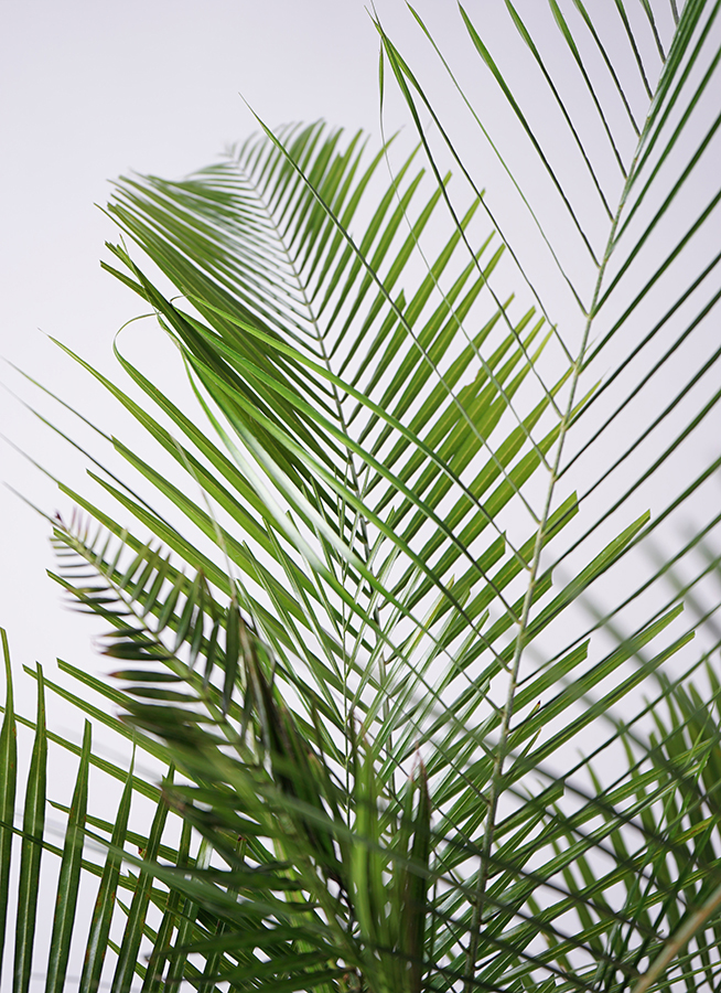 観葉植物 ヒメココス 8号 ファイバークレイ Gray 付き | 観葉植物なら 