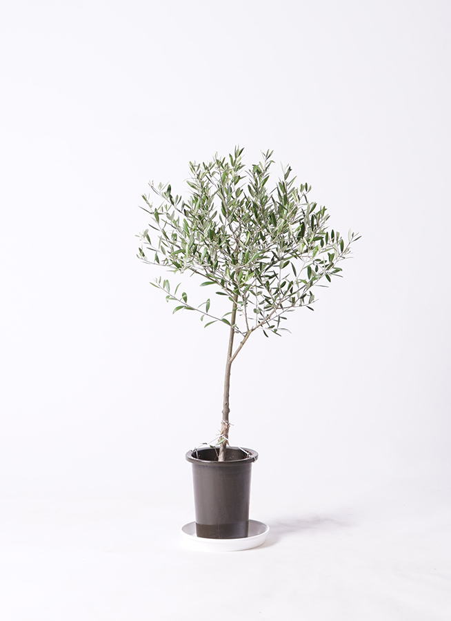 観葉植物 オリーブ 6号 創樹 竹バスケット 付き | 観葉植物なら