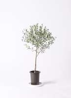 観葉植物 オリーブ 6号 創樹 プラスチック鉢 | 観葉植物ならHitoHana