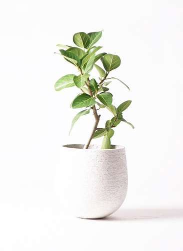 観葉植物 フィカス ベンガレンシス 6号鉢 人気の曲がりタイプ 極上品 優良株 現品］6番 フィカス ベンガレンシス 曲がり 5号 観葉植物 室内