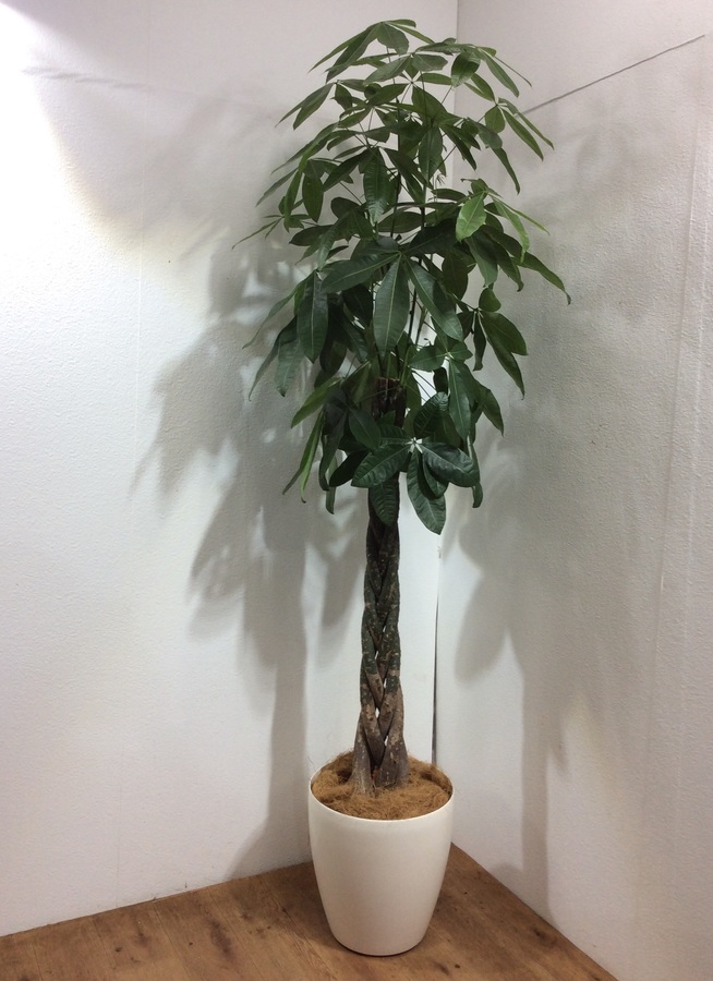 観葉植物 210cm セラミカ パキラ 10号 248 1都3県配送限定商品 観葉植物ならhitohana ひとはな