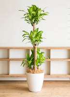 ドラセナ 幸福の木 10号 | 観葉植物通販 HitoHana（ひとはな）
