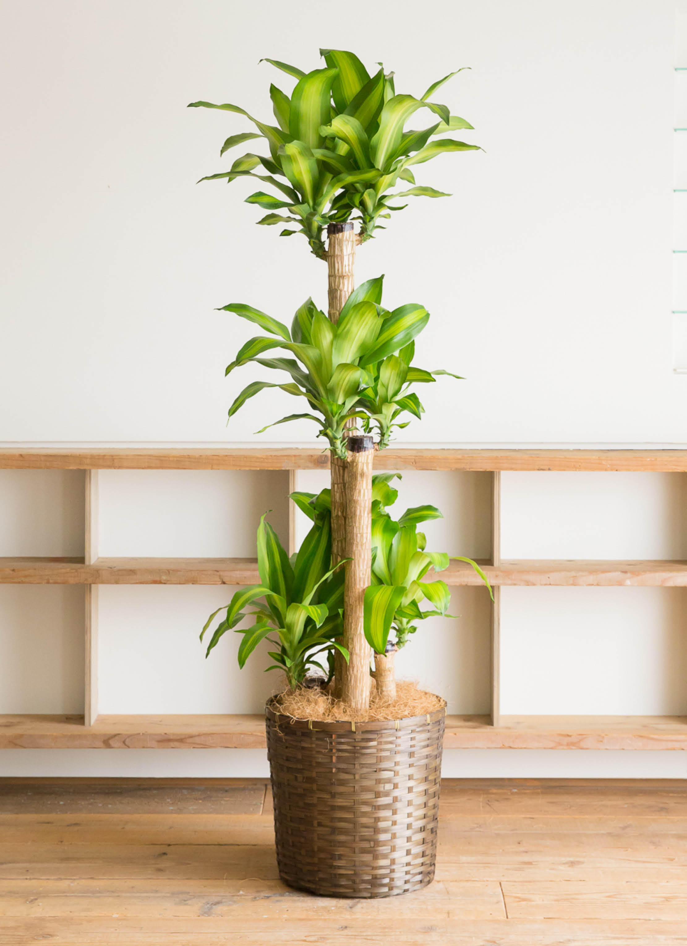 観葉植物 ドラセナ 幸福の木 10号 ノーマル 竹バスケット 付き | 観葉