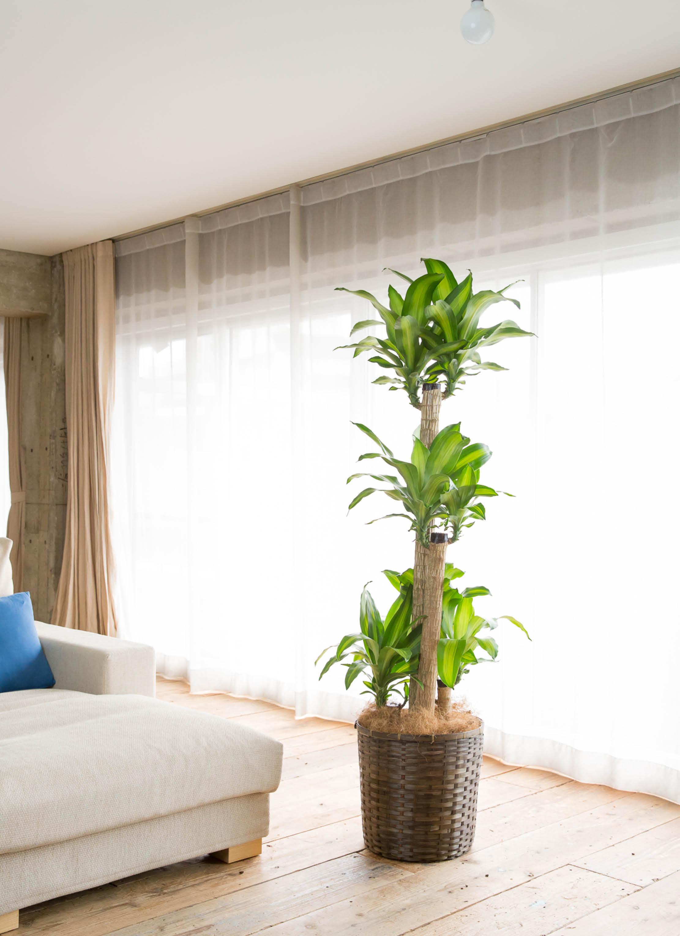 観葉植物 ドラセナ 幸福の木 10号 ノーマル 竹バスケット 付き | 観葉