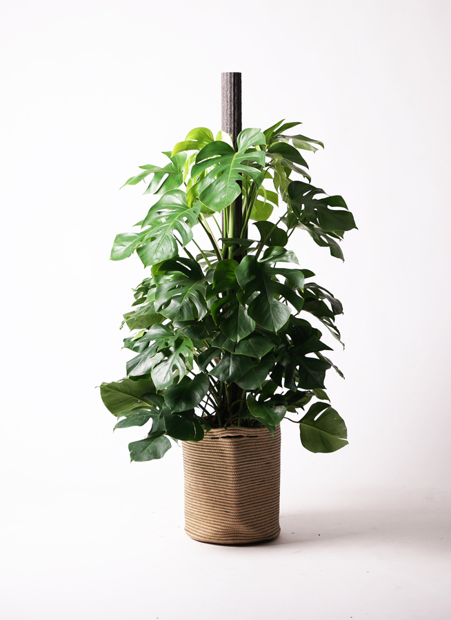 観葉植物 モンステラ 10号 ヘゴ柱 竹バスケット 付き | 観葉植物なら