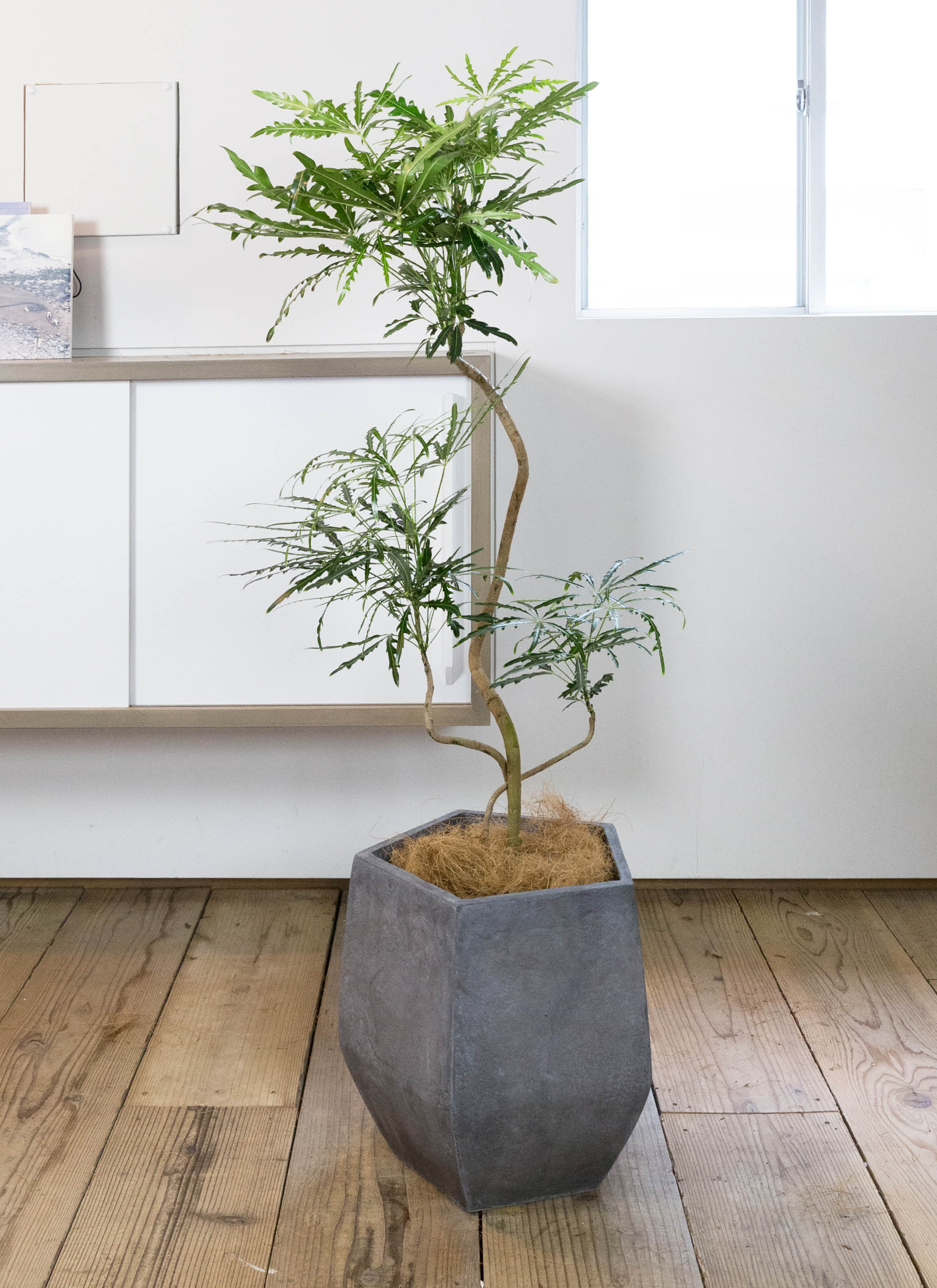 観葉植物 グリーンアラレア 8号 曲り プラスチック鉢 | 観葉植物なら