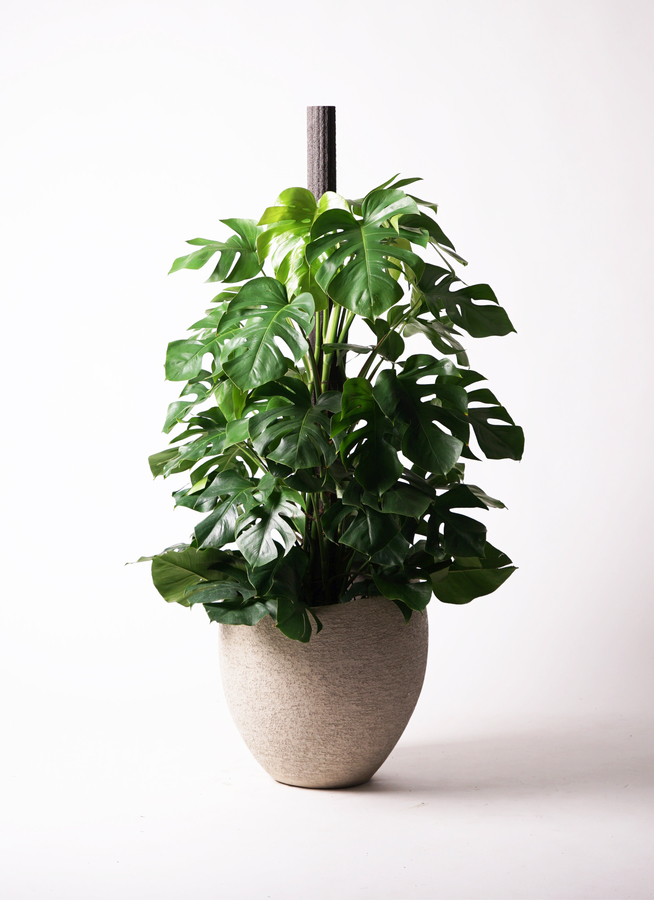 ⭐️ 大型美品⭐️ 観葉植物 モンステラの木 横浜引き取り限定 観葉植物 モンステラ 10号 ヘゴ柱 ラスターポット 付き | 観葉植物なら