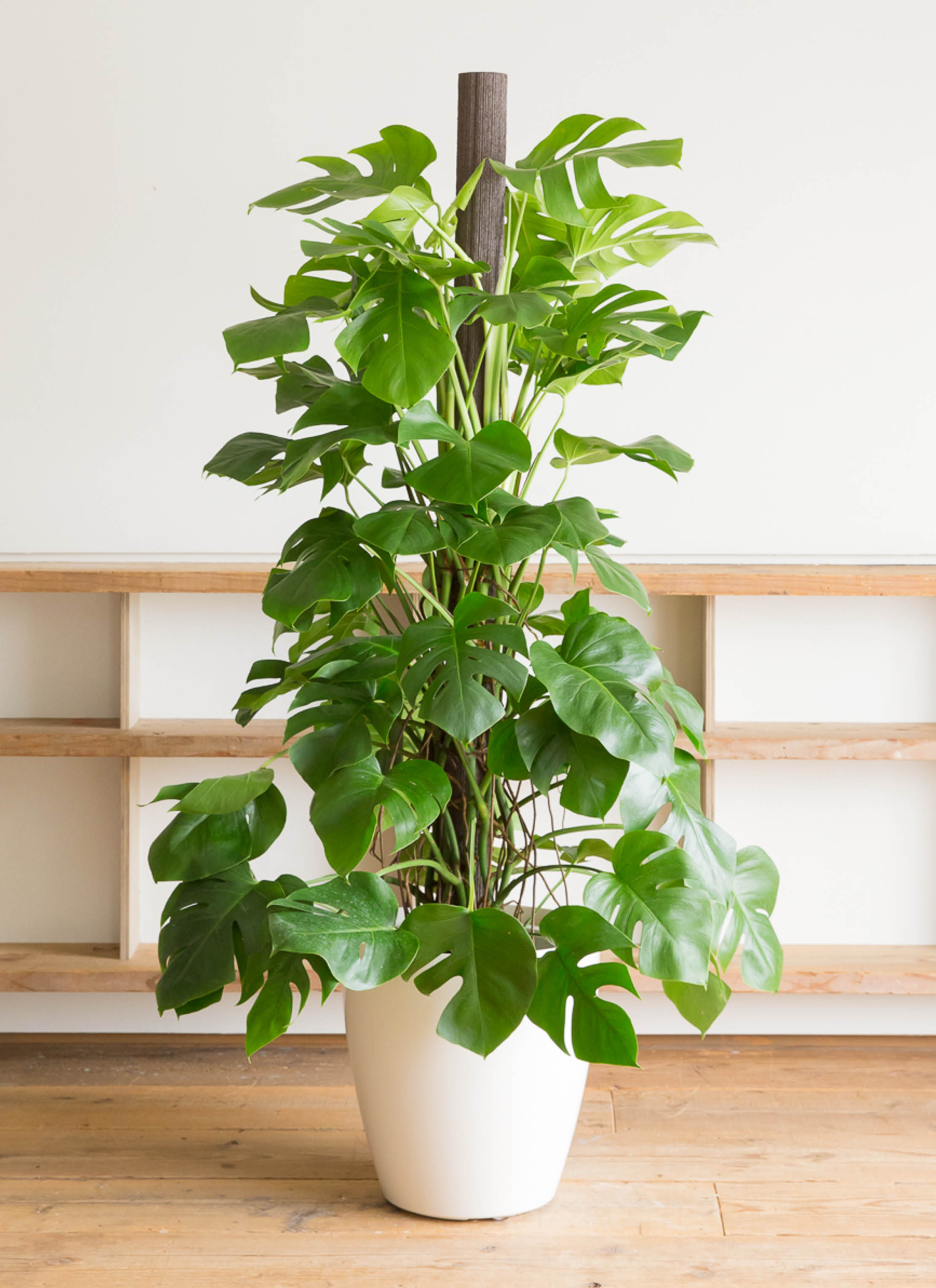 観葉植物 モンステラ 10号 ヘゴ柱 ラスターポット 付き | 観葉植物なら