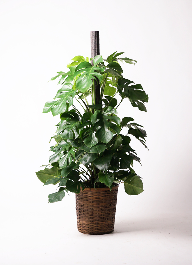 観葉植物 モンステラ 10号 ヘゴ柱 竹バスケット 付き | 観葉植物なら