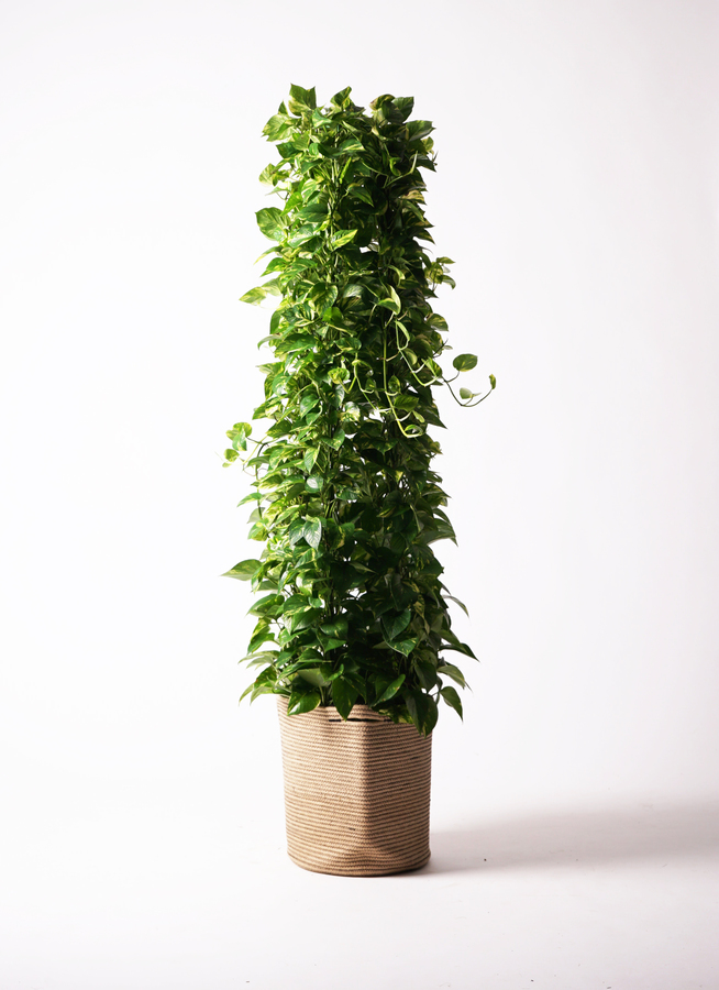 観葉植物 ポトス 10号 セドナロング 墨 付き | 観葉植物ならHitoHana