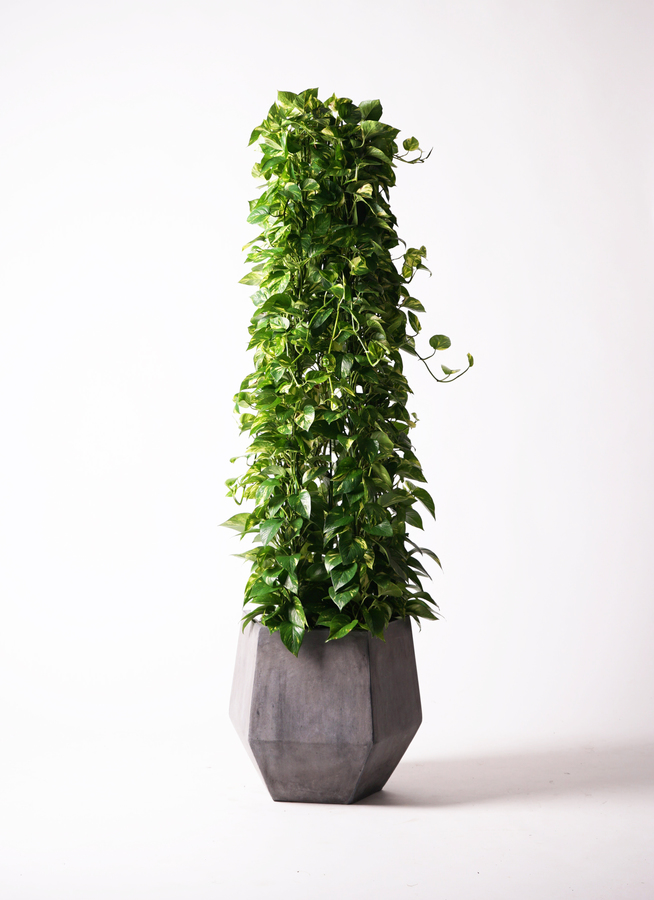 観葉植物 ポトス 10号 ファイバークレイGray 付き | 観葉植物