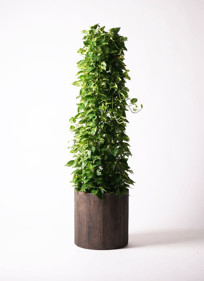 ポトスさん専用 観葉植物 ポトス 10号 竹バスケット 付き | 観葉植物ならHitoHana(ひと