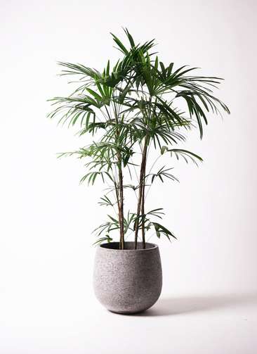 観葉植物 シュロチク（棕櫚竹） 10号 エコストーンGray 付き | 観葉