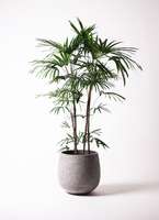 観葉植物 シュロチク（棕櫚竹） 10号 アルマ ミドル 付き | 観葉植物