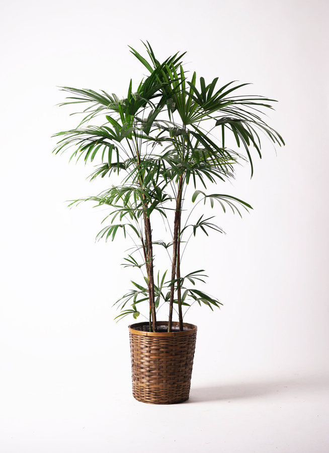 観葉植物 シュロチク（棕櫚竹） 10号 ブリティッシュキューブ 付き