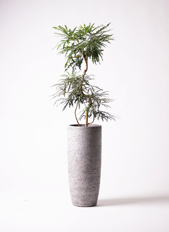 観葉植物 グリーンアラレア 8号 曲り リブバスケットNatural 付き