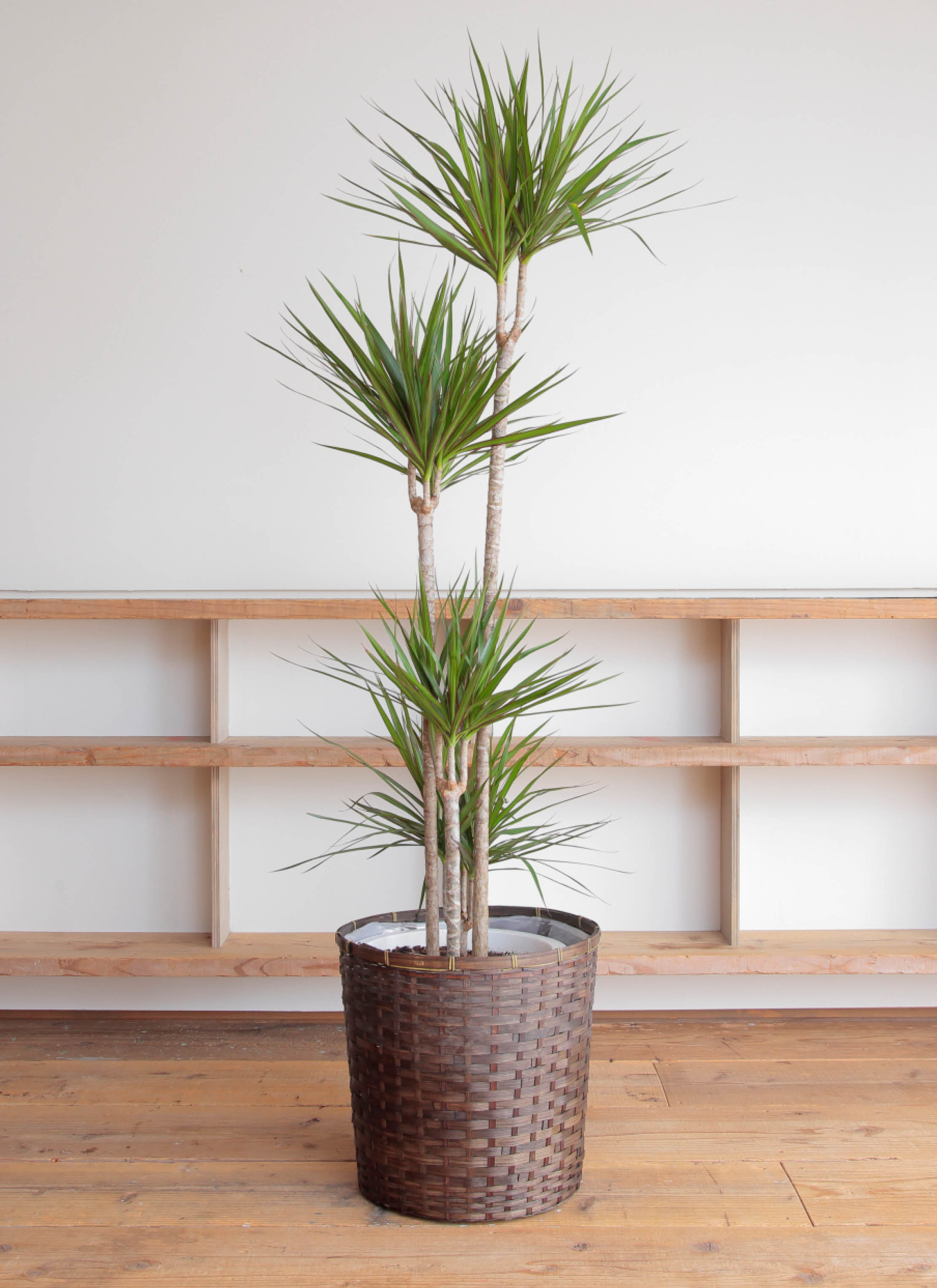 ⭐ドラセナ ・コンシンネ⭐3点セット 観葉植物 ドラセナ コンシンネ 10号 寄せ 竹バスケット 付き | 観葉