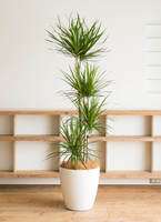 観葉植物 ドラセナ コンシンネ 10号 寄せ ラスターポット 付き | 観葉