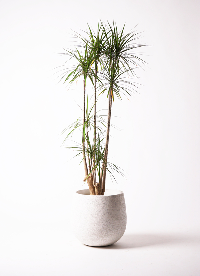 ドラセナ 観葉植物 ドラセナ コンパクター 8号 プラスチック鉢 | 観葉植物