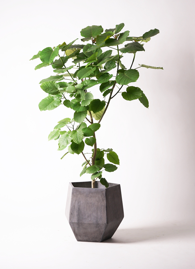 観葉植物 フィカス ウンベラータ 10号 ノーマル ファイバークレイGray