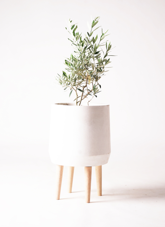 観葉植物 オリーブ 6号 チプレッシーノ ファイバークレイ white 付き