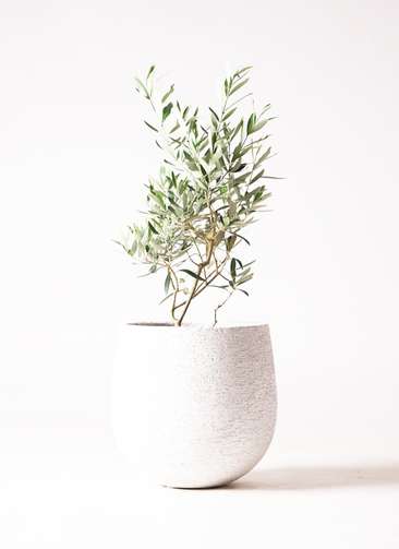 観葉植物 オリーブ 6号 チプレッシーノ エコストーンwhite 付き | 観葉