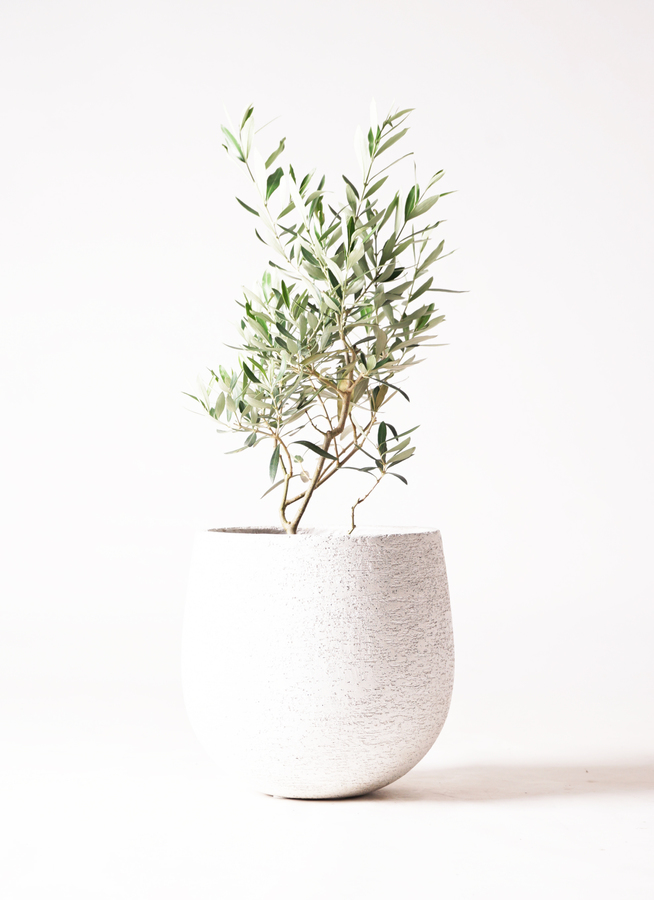 観葉植物 オリーブ 6号 チプレッシーノ エコストーンwhite 付き | 観葉