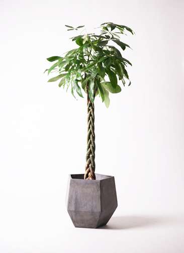 パキラ アクアティカ ねじり 10 ファイバー鉢 お皿付き パキラ アクアティカ ねじり ファイバー鉢 お皿付き お 皿 おしゃれ