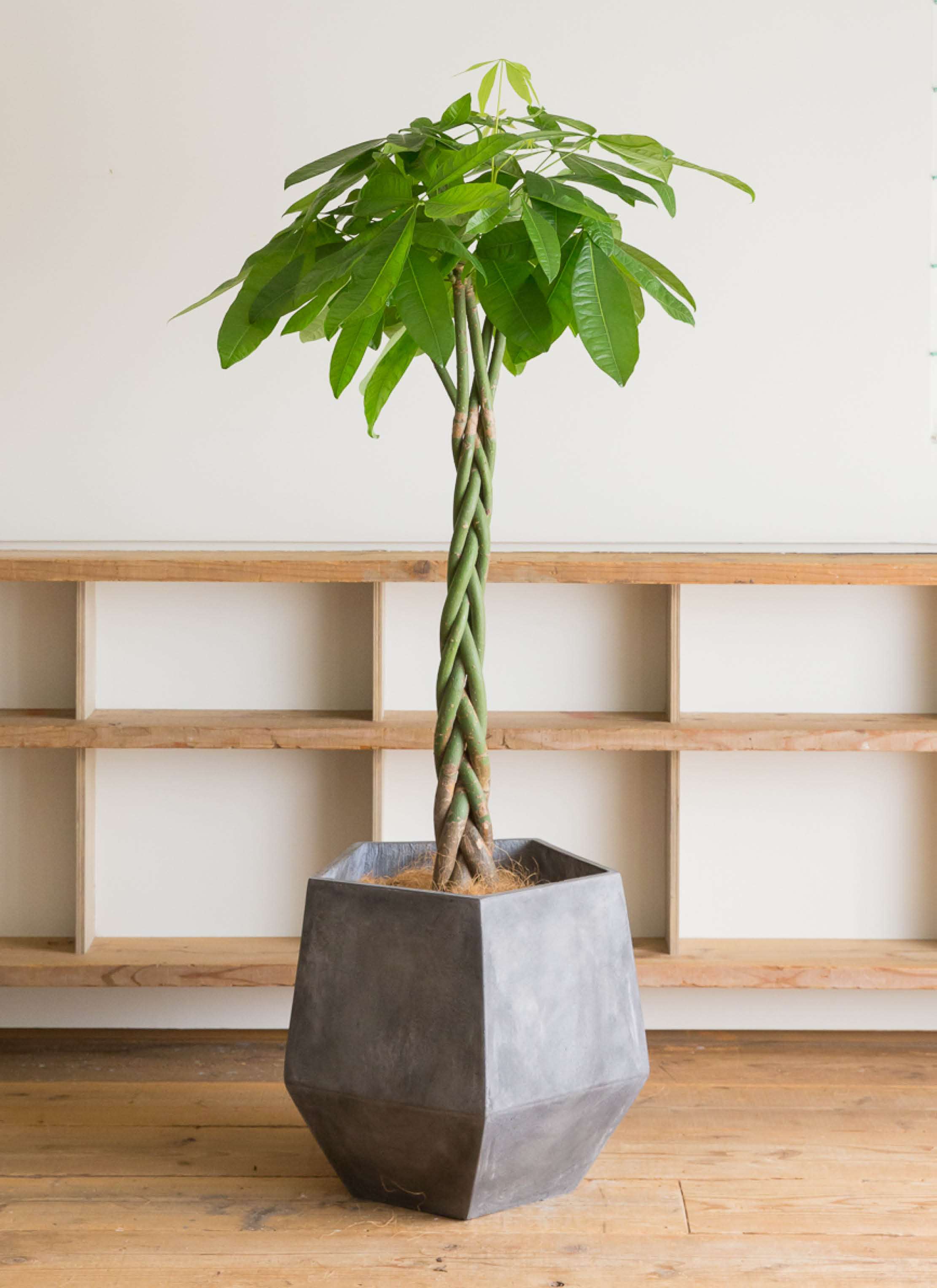 観葉植物 パキラ 10号 ねじり ファイバークレイGray 付き | 観葉植物