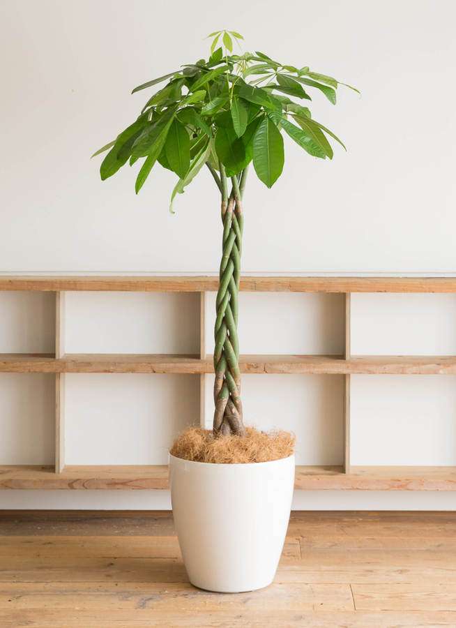 観葉植物 パキラ 10号 ねじり ラスターポット 付き 観葉植物ならhitohana ひとはな