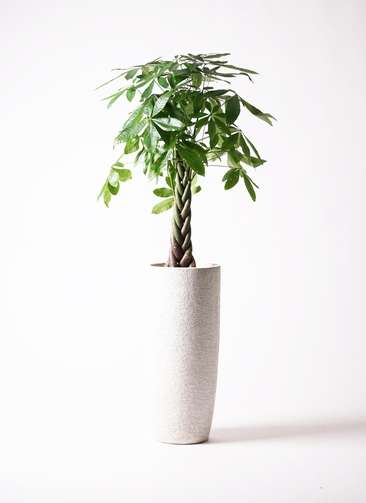 観葉植物 パキラ 8号 ねじり エコストーントールタイプ white
