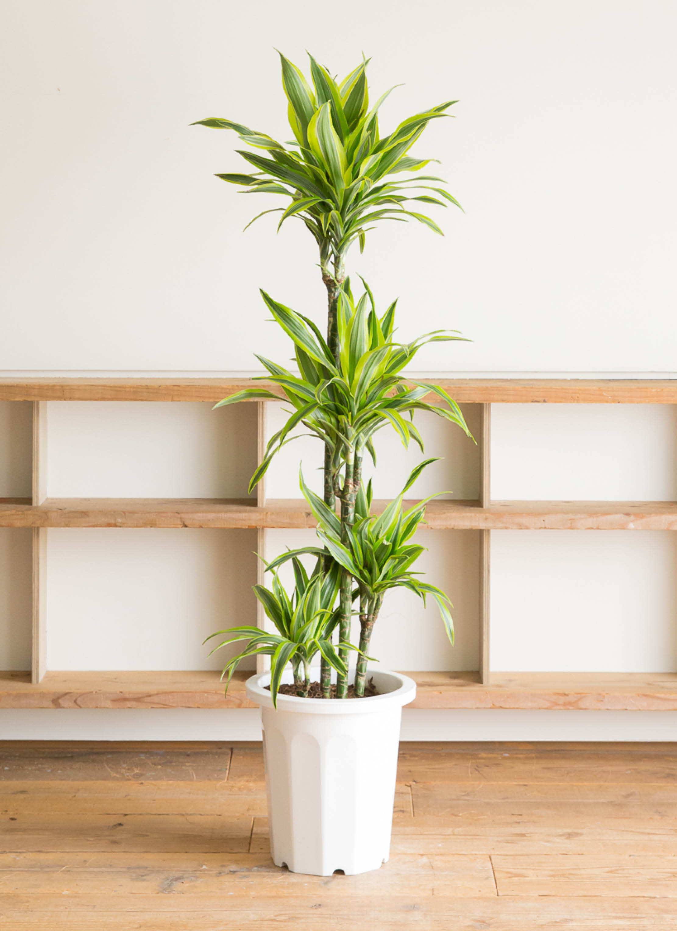 観葉植物 ドラセナ ワーネッキー レモンライム 10号 ラスターポット