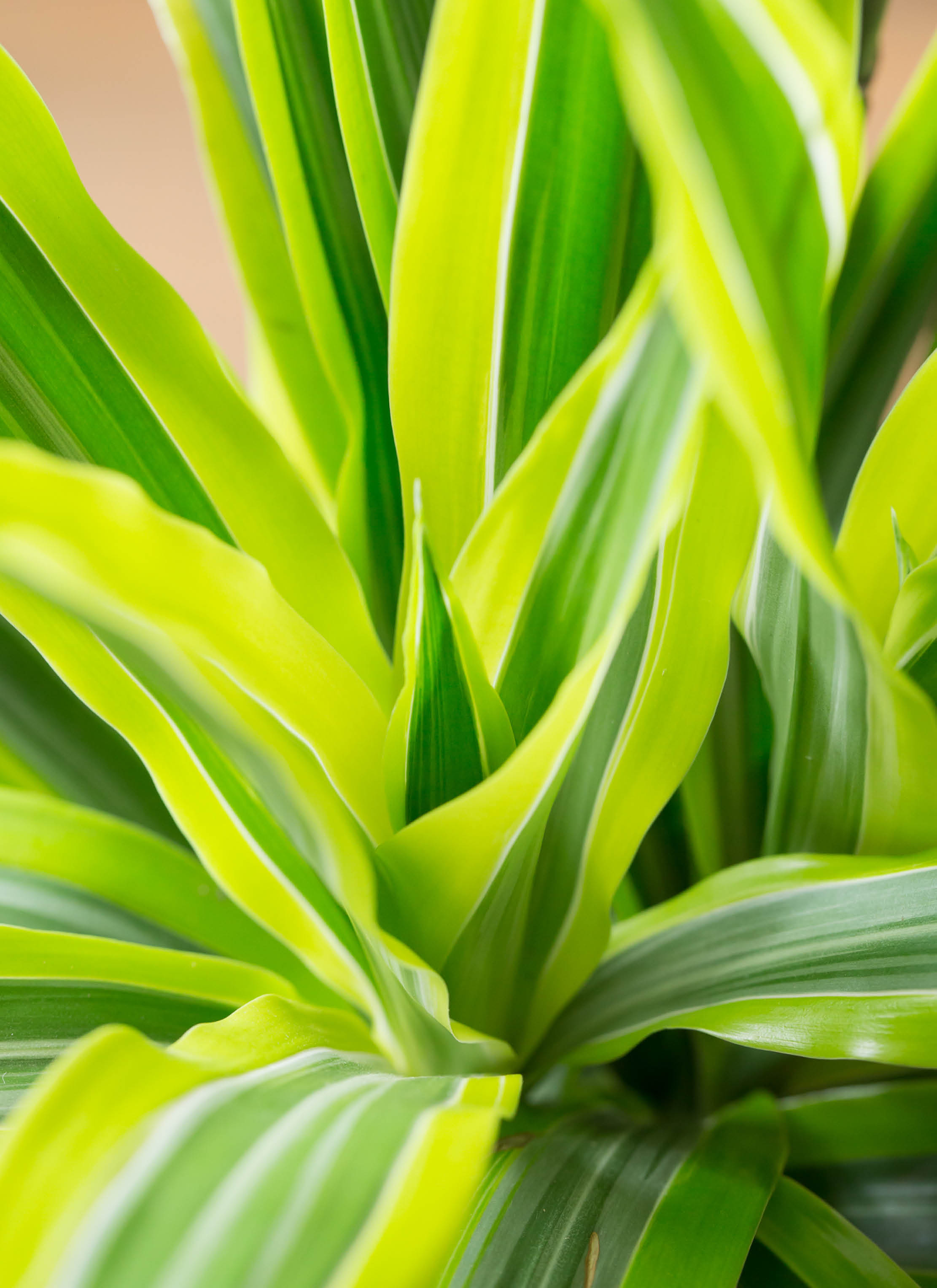 観葉植物 ドラセナ ワーネッキー レモンライム 10号 エコストーンGray