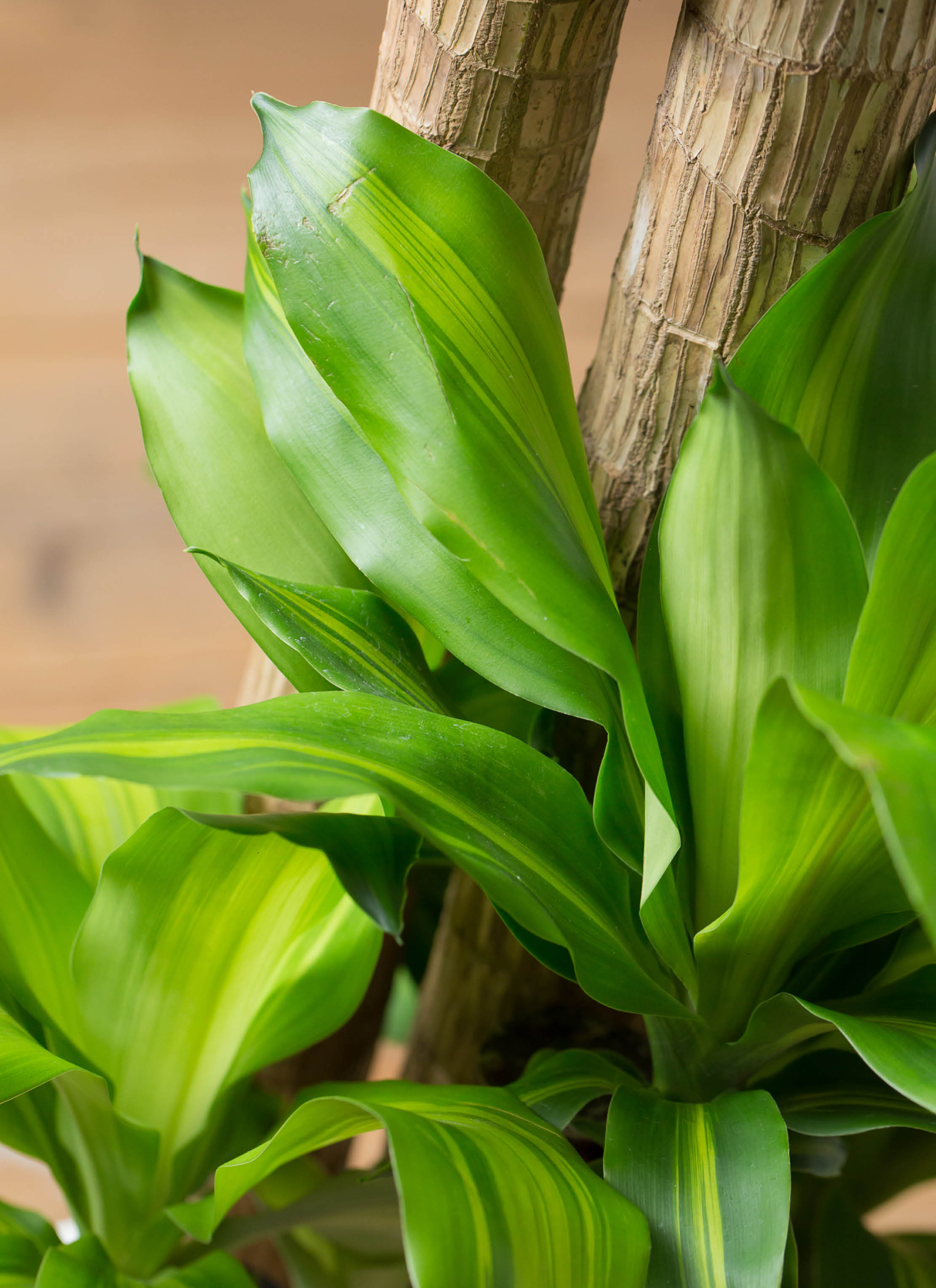 観葉植物 ドラセナ 幸福の木 10号 ノーマル アルマ ミドル 付き | 観葉