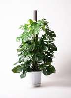 モンステラ 10号 | 観葉植物 | インテリアやギフトに - Hitohana（ひと