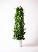 ポトス 10年物 観葉植物 ポトス 10号 プラスチック鉢 | 観葉植物ならHitoHana(ひとはな)