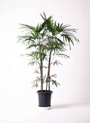 大型！観葉植物　棕櫚竹　シュロチク　開運招福　10号鉢 楽天市場】観葉植物 大型 シュロチク 棕櫚竹 10号 法人様送料