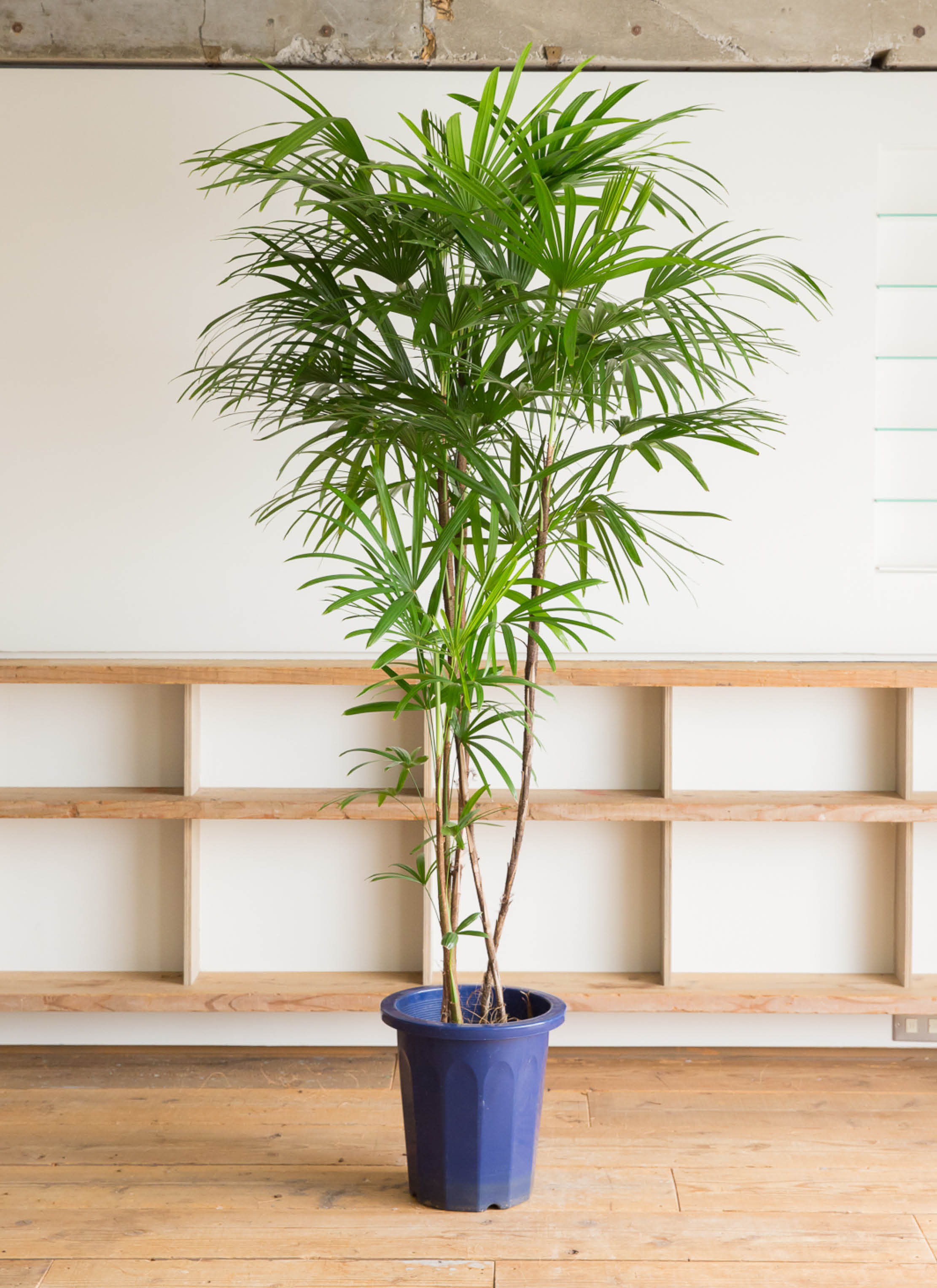 シュロの木 約140センチ 鉢付き