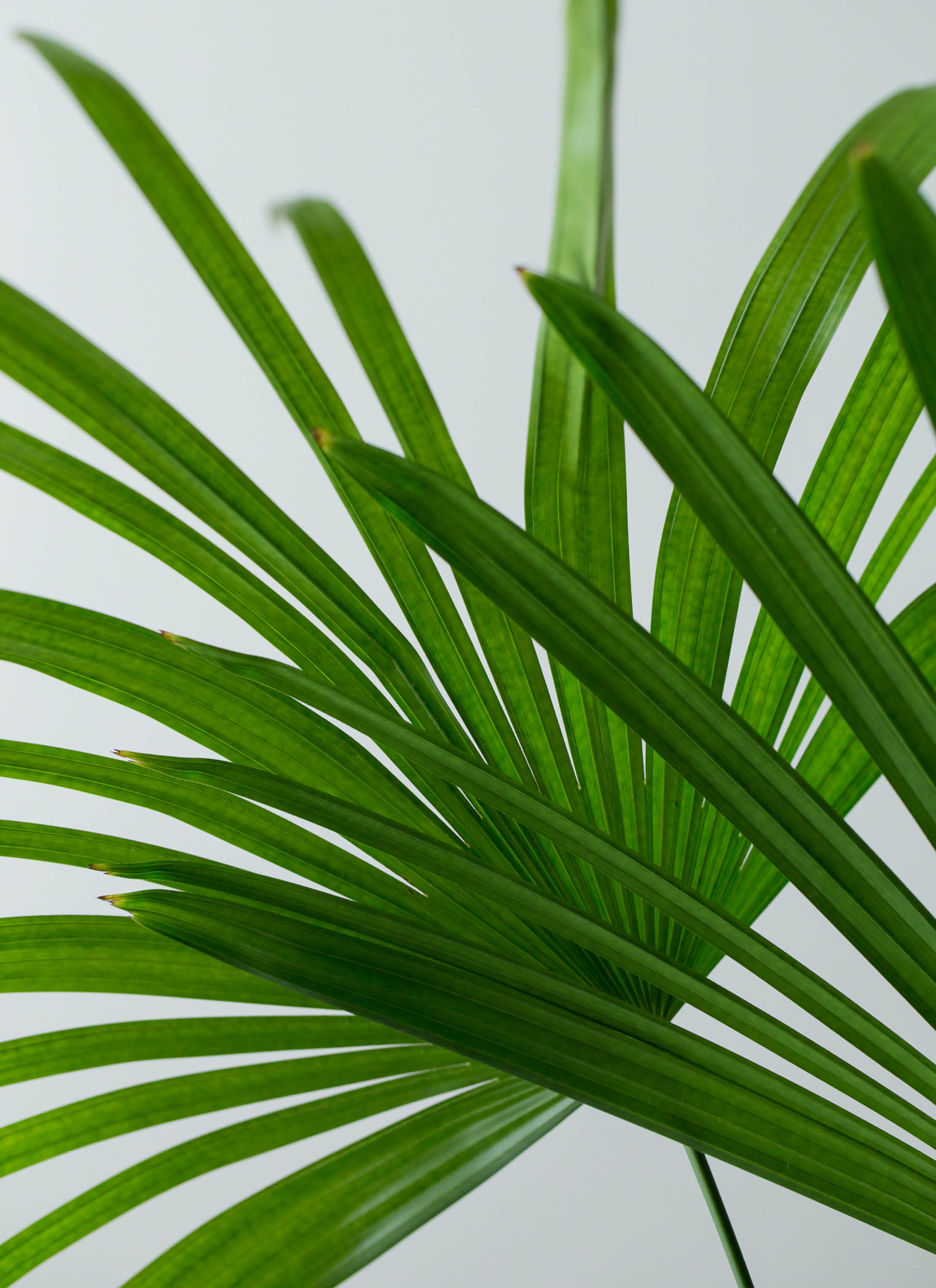 観葉植物 シュロチク（棕櫚竹） 10号 ブリティッシュキューブ 付き